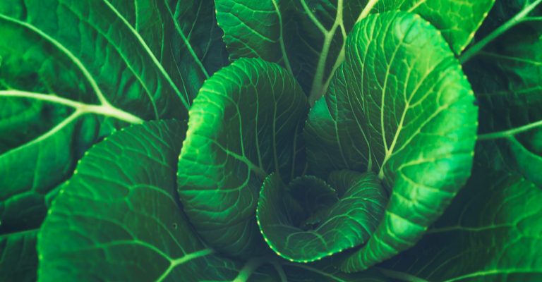 agriculture-biology-close-up-396166 praktikant opslag
