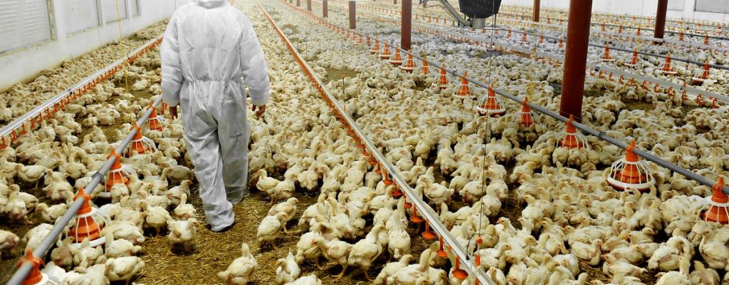 A farmer veterinary walks inside a poultry farm