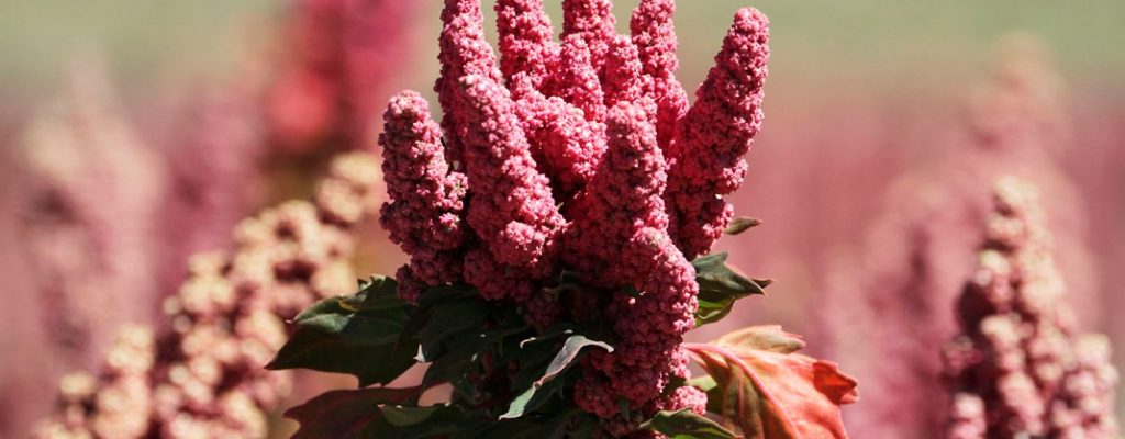 quinoa Foto: David Mercado/Reuters/Ritzau Scanpix