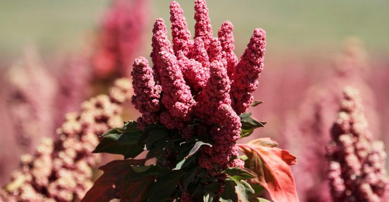 quinoa Foto: David Mercado/Reuters/Ritzau Scanpix