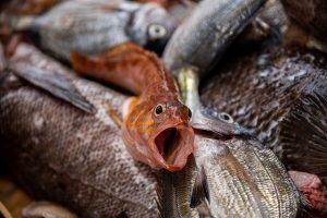 positur At lyve hoppe Fakta om fiskeri, dambrug og forbruget af fisk